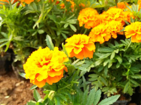 孔雀草（橘红色）