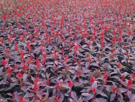 红叶一支笔(鸡冠花）