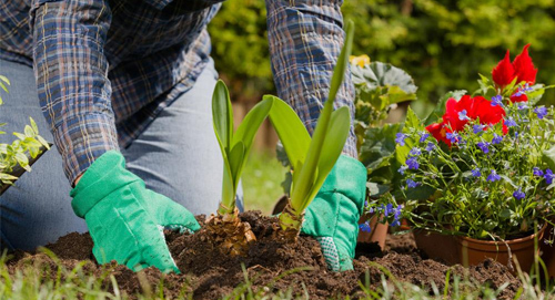草花生产期如何管理？ 