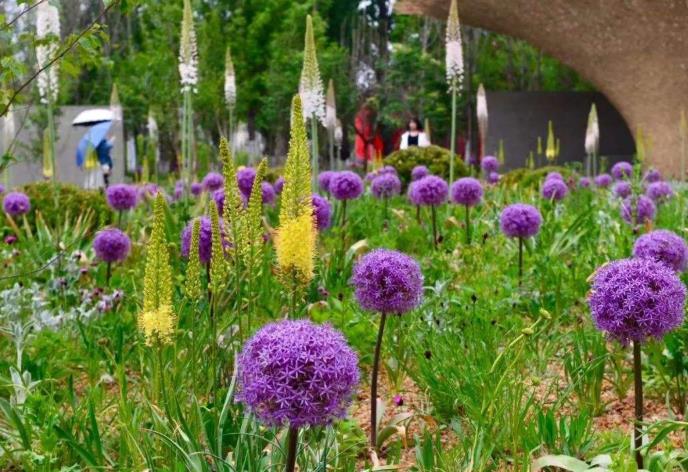 宿根花卉的特点