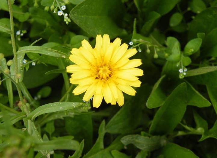 一般的草花浇水方法与原则