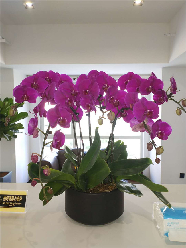 蝴蝶兰