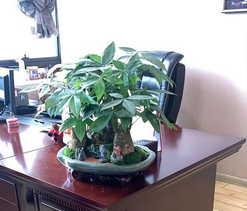 发财树艺术盆景