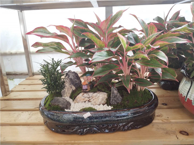 如意艺术盆景