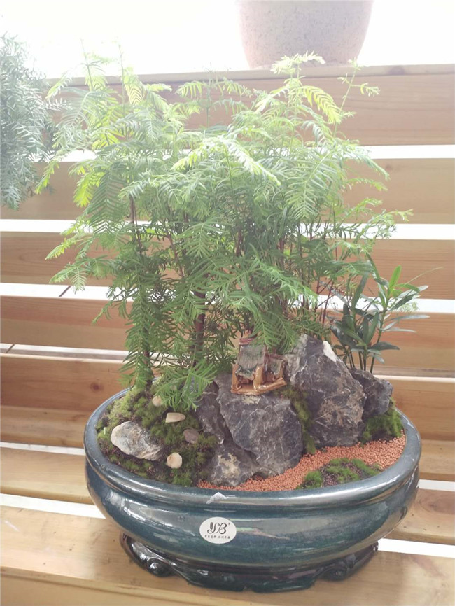 红豆杉艺术盆景