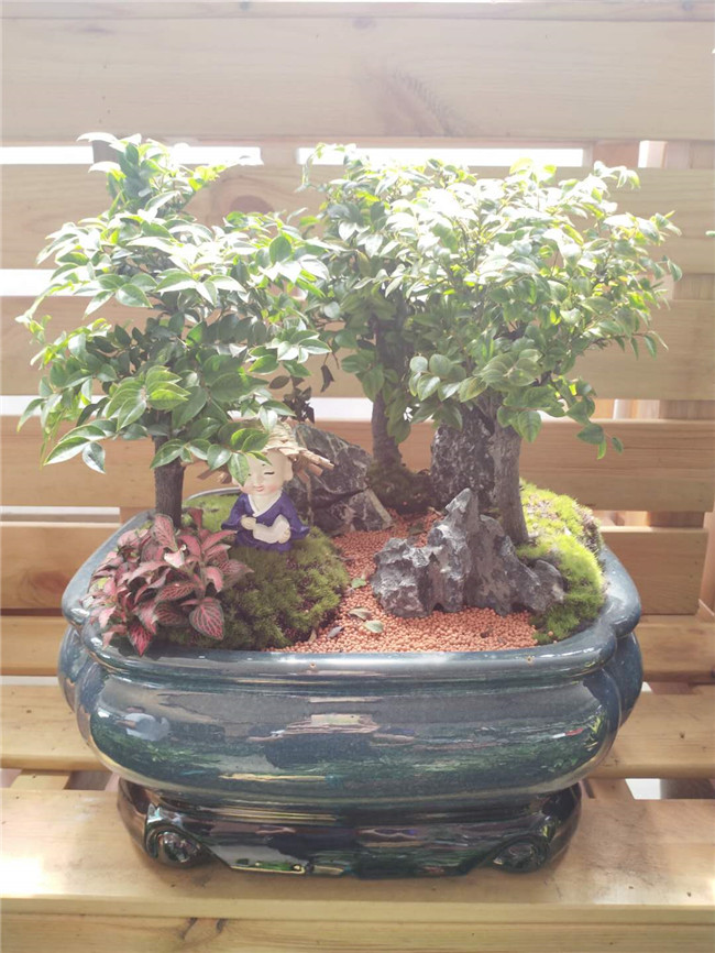 小叶紫檀艺术盆景