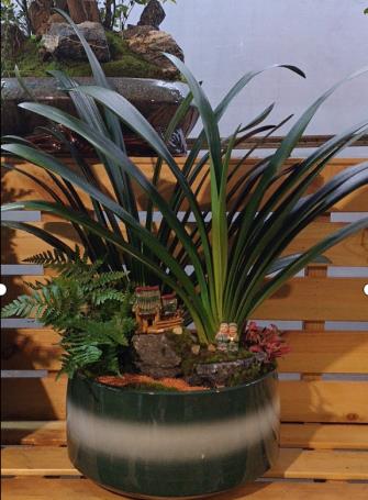 君子兰艺术盆景