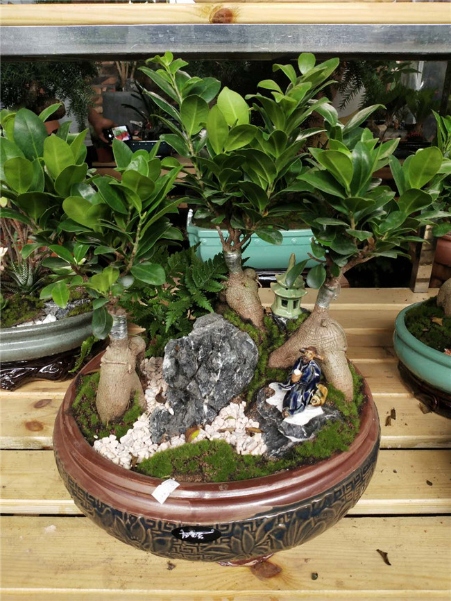 人参榕艺术盆景