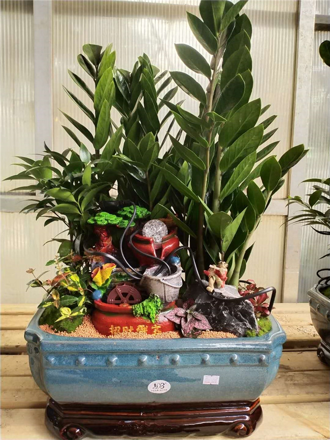 金钱树艺术盆景