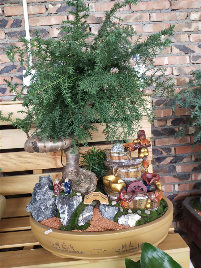 澳洲松艺术盆景